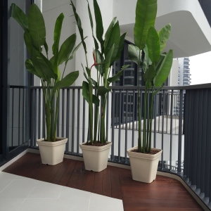 3 tall plants for privacy from neighbors' balcony